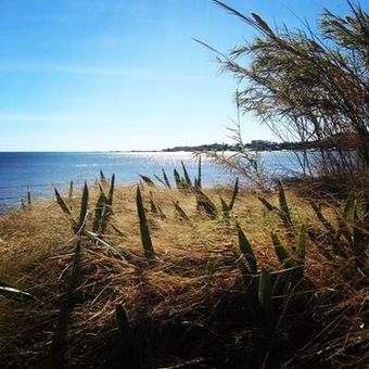The Pearly Shell Motel