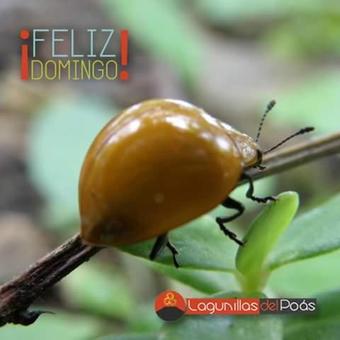 Lodge Lagunillas Del Poas