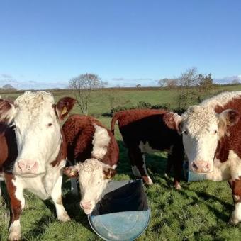 Bed & Breakfast Rectory Farm