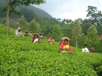 Bed & Breakfast Marayoor Holidays