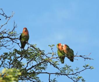 Agroturismo Savanna Guest Farm