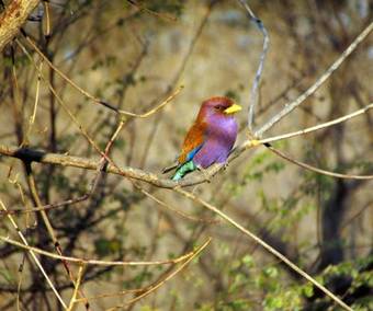 Apartamento Muchenje Campsite And Cottages
