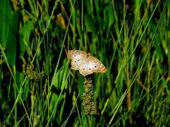 Hotel Hampton Inn & Suites Port St. Lucie