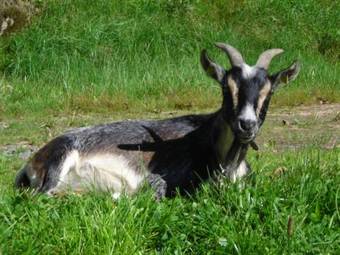 Apartamento Ferienwohnung Lindenhof