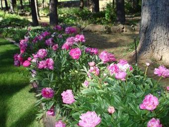 Bed & Breakfast High Country Inn - Sierra City