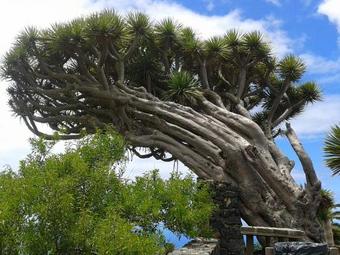 Apartments Arena Negra