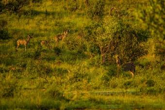 Hotel Humala River Lodge