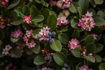 Bed & Breakfast Desert Rendezvous