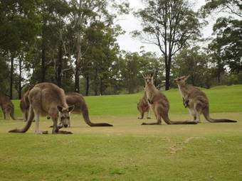 Kempsey Rose Motor Inn
