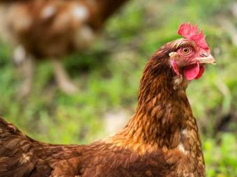 Hotel Gipsy Point Lodge & Cottages