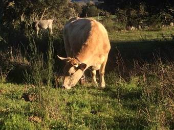 Hostal Restaurant Casa Comaulis