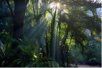 Hotel Palm Grove Cottages - Leisure Resort