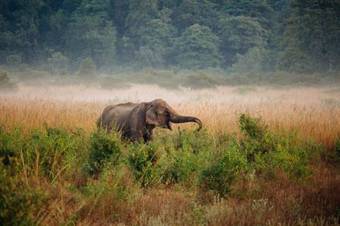 Hotel Corbett - Treetop Riverview; A Sterling Holidays Resort