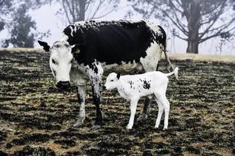 Farside Farm Dam Cottage