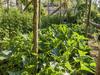 Bed & Breakfast Villa Carolina Country House