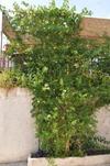 Apartments Popovic-risan