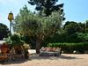 Villa Olivos