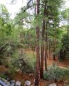 Apartamento Pine Rock Cottage