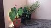 Casa R�