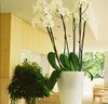 Inlima Hotel & Spa