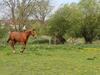 Idyllic Holiday Home In Biendorf Near Forest