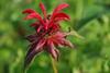 Hotel Chez Walter