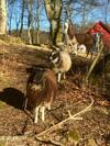 Agroturismo Farm Stay Happy Dogs Ranch