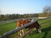 Agroturismo Wiesenbauer - Schl�gl Anton