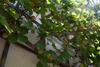 Apartamento G�steh�user Anni Ehrndorfer