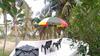 Blue Birds Homestay