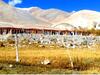 Tih Pangong Lake View Cottages And Camps