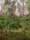 Dreams Homestay