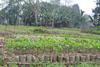 Hotel Chai Seeds Resort