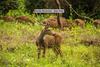 Villa Mountain View 2bhk Home Near Mysore Road, Ooty