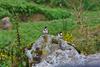 Bed & Breakfast The Conerstayz
