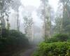 Sanjose Holiday Home Resort,virajpet