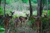 Sanjose Holiday Home Resort,virajpet