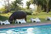 Elephant Lake Hotel