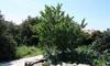 Apartments By The Sea Pomena, Mljet - 10426