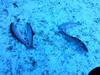 Lodge Guest House Family Green