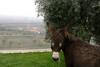 Agroturismo Casas Do Aidro