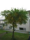 Hostal Alba Guesthouse