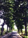 Agroturismo Agriturismo Podere Luciano