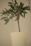 Apartamentos Apollonio