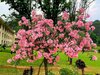 Hotel Country Resort By Ahrpl - Katra