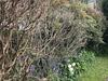 Spring Gardens B&B
