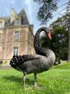 Ch�teau C�te De Nacre