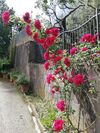Bed & Breakfast Il Giardino