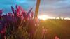 Apartma Sobe Pulec