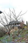 Gornhausen-cottage